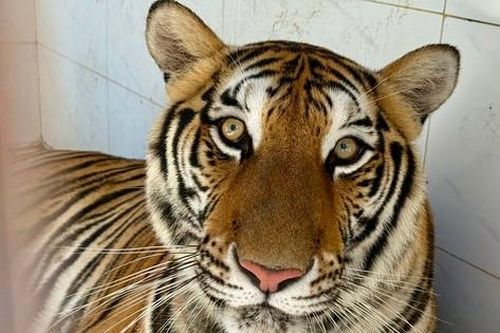 Tận thấy đàn thú quý hiếm được bác sĩ thú y 'tái sinh'
