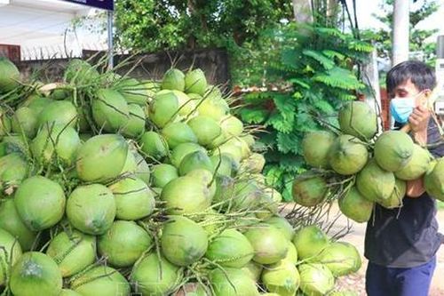 Sẽ xuất khẩu dừa tươi Bến Tre sang Trung Quốc trong tháng 10