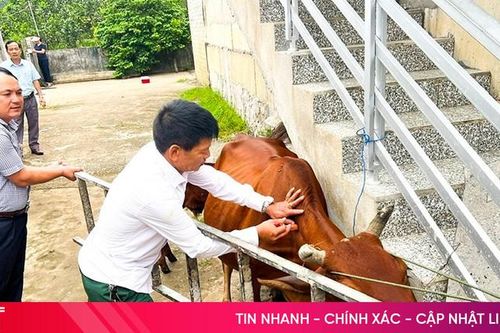 Đẩy nhanh tiến độ tiêm phòng đợt 2 cho đàn gia súc, gia cầm