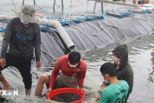 Trà Vinh: Giá tôm thương phẩm tăng, người nuôi có lợi nhuận khá