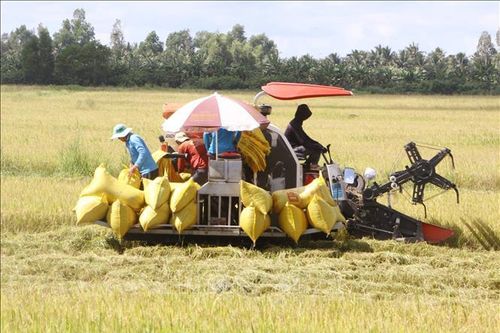 Lúa Hè Thu cuối vụ tăng giá