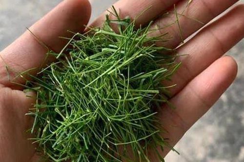 Đừng chỉ ăn quả, lá loại cây này quý như 'nhân sâm người nghèo' ở quê mọc um tùm bờ rào