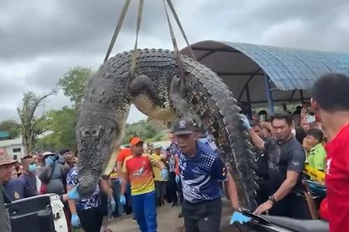Mổ bụng cá sấu khổng lồ, cảnh sát sốc nặng khi thấy thứ bên trong