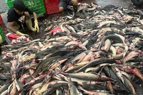 Nuôi loại cá 'nhà giàu', 9x Lào Cai mất trắng cả gia tài hàng chục tỷ đồng sau bão
