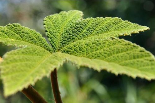 Các nhà khoa học thông tin về việc con người sắp dịch được ngôn ngữ của các loài cây