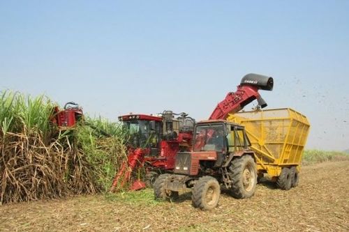Đang 'hồi sinh' nhưng ngành mía đường vẫn còn nhiều thách thức