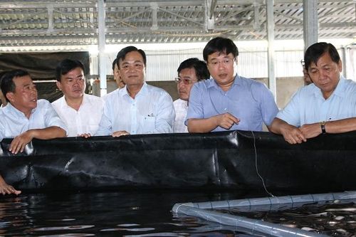 Bí thư Tỉnh ủy khảo sát các mô hình nông nghiệp mới trên địa bàn huyện Hồng Ngự