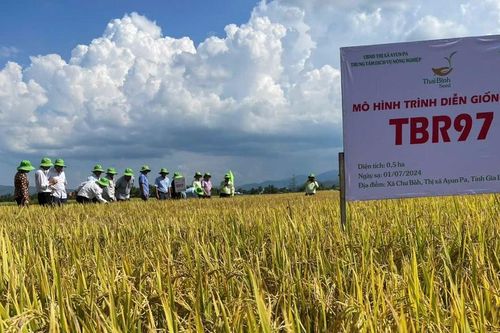 Giống lúa chất lượng cao TBR97 và OM468 năng suất ước đạt trên 8 tấn/ha