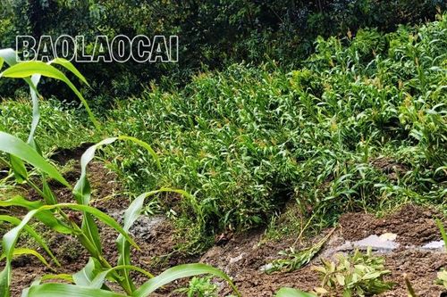 Kim Sơn (Bảo Yên): Di chuyển 13 hộ dân nằm trong khu vực sạt lở nguy hiểm