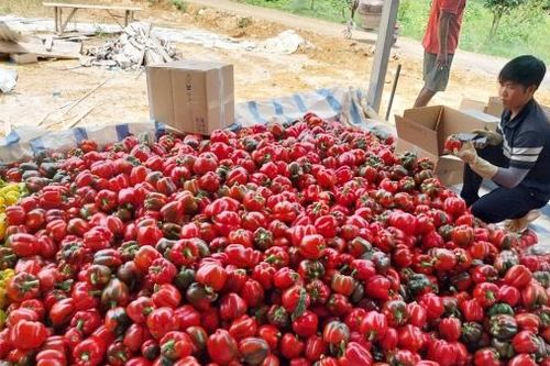 HTX Nông nghiệp Ứng dụng Công nghệ cao Phi Liêng được vinh danh HTX tiêu biểu toàn quốc năm 2024