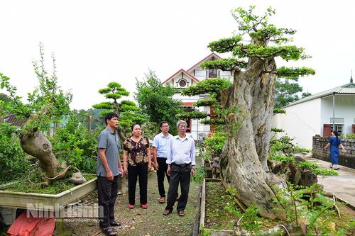 Nhiều hộ dân trồng cây cảnh ở Yên Sơn cho thu nhập cao