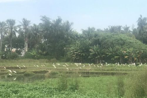 Hà Tĩnh: Tăng cường bảo vệ các loài chim hoang dã, chim di cư