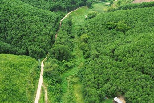 Quảng Trị: Đề xuất đầu tư kết cấu hạ tầng phát triển vùng nguyên liệu gỗ rừng trồng
