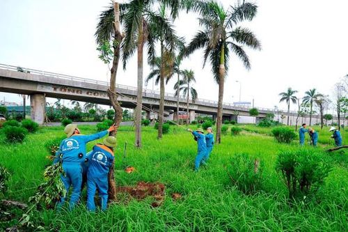 TP.Hải Dương có thể khôi phục hơn 6.000 cây xanh trong số 10.000 cây bị thiệt hại do bão