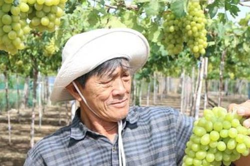 Giữa 'vùng đất khát' Ninh Thuận, nông dân vẫn thu tiền tỷ nhờ những 'siêu cây trồng'