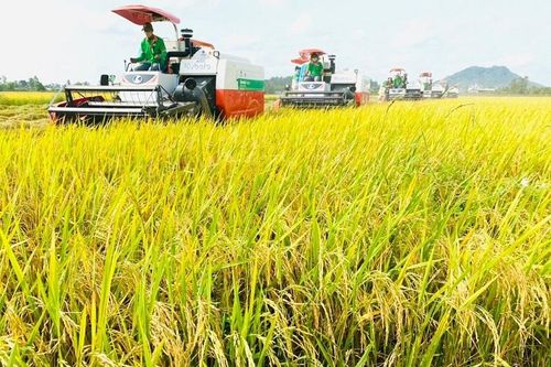 Giá gạo ST25 tăng 'khủng' gần 50%, nhiều nông dân chốt lời thắng đậm