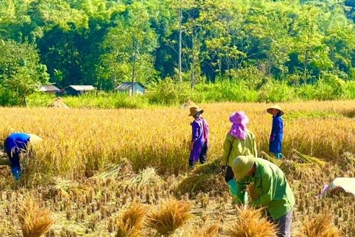 Thạch An tổng sản lượng lương thực có hạt ước đạt trên 17.174 tấn