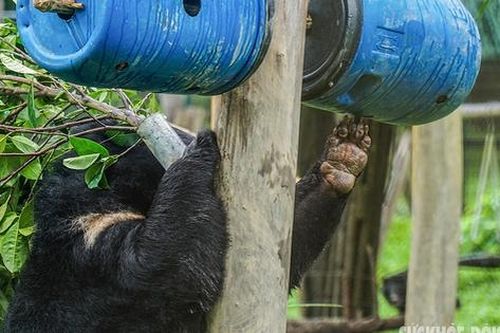 Những chú gấu tinh nghịch trong 'ngôi nhà an toàn' lớn nhất Việt Nam