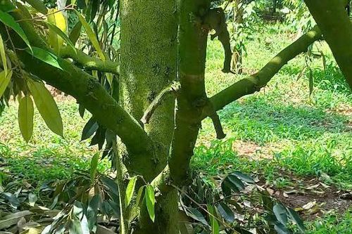 Điều tra vụ phá hoại vườn cây sầu riêng ở Đắk Lắk