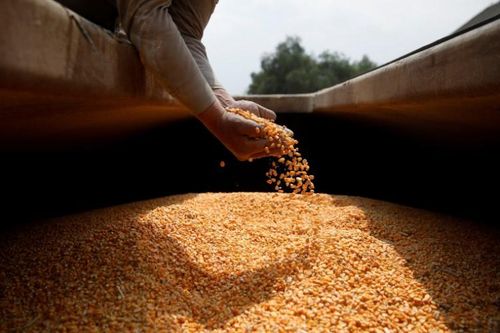Giá nhiều mặt hàng nông sản đồng loạt tăng