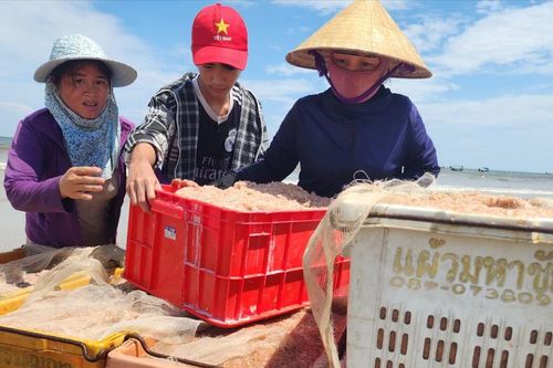 Hà Tĩnh: Ngư dân vùng bãi ngang được mùa ruốc biển