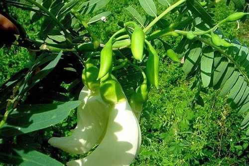 Hoạt chất kháng oxy hóa từ hạt cây so đũa