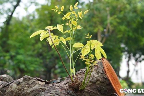Sức sống mới từ những mầm non vươn lên sau bão