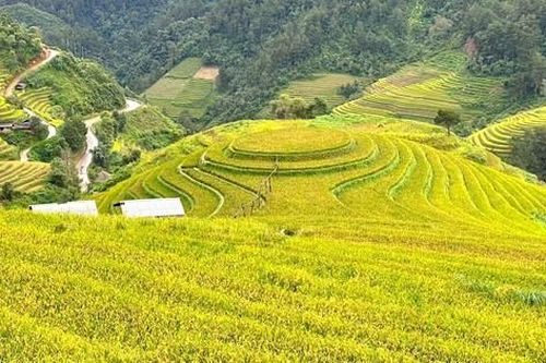 Rực rỡ Mù Cang Chải mùa lúa chín
