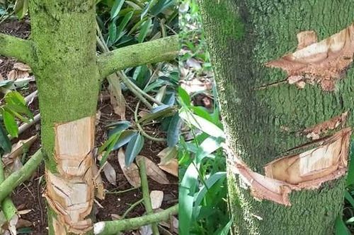 Điều tra kẻ gian chặt ngọn, đẽo 33 gốc cây 'tiền tỷ'