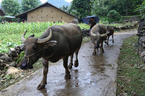 Khơi dậy ý chí thoát nghèo của người dân Minh Hóa