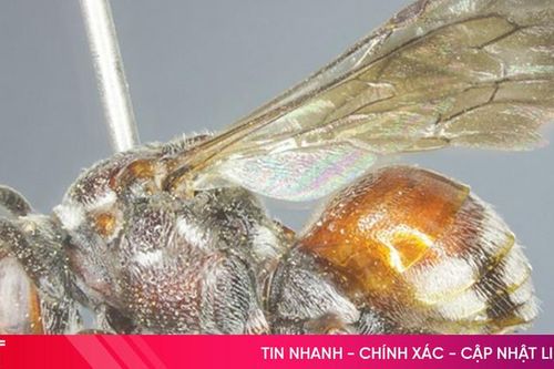 Phát hiện loài ong mới ở Vườn Quốc gia Vũ Quang