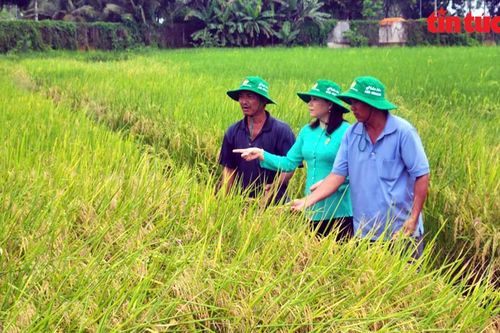 TP Hồ Chí Minh phát triển vùng sản xuất lúa, gạo ST25 hữu cơ