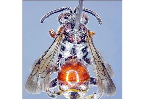Phát hiện loài ong mới ở Vườn Quốc gia Vũ Quang