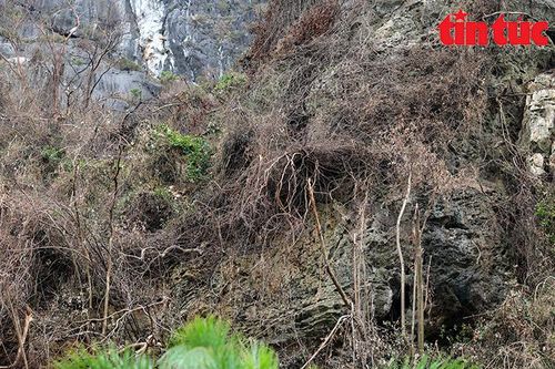 Khảo sát, đánh giá ảnh hưởng của bão số 3 tới thảm thực vật trên các đảo của vịnh Hạ Long