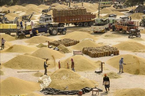 Nóng 'cuộc chiến giá gạo' khi Ấn Độ, Pakistan nới hạn chế xuất khẩu