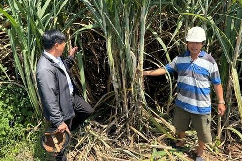 Xã nghèo thay da đổi thịt nhờ loài cây 'trồng một lần, ăn vài năm'