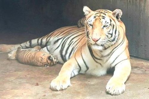 Thông tin mới nhất vụ 17 cá thể hổ và báo chết bất thường tại Đồng Nai