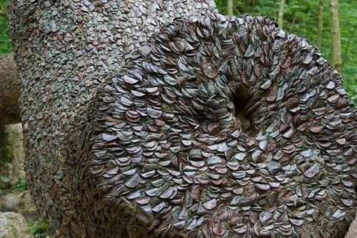 Kỳ lạ loài cây 'mọc ra tiền' và sự thật đầy bất ngờ phía sau