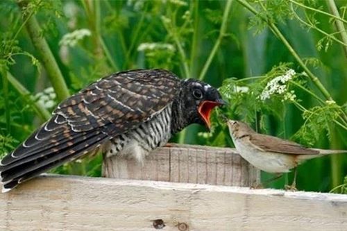 Việt Nam sở hữu loài chim bạc tình, lưu manh nhất thế giới: Ác từ trong trứng, miễn nhiễm với độc tố