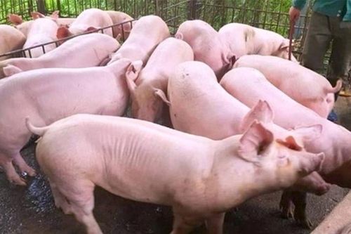 Giá heo hơi ngày 2/10/2024: Biến động từ 64.000 - 69.000 đồng/kg
