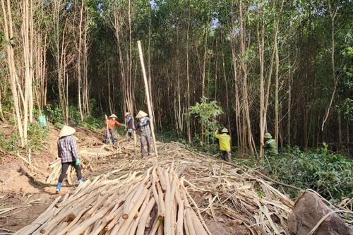 Hoàn thiện quy định hệ thống đảm bảo gỗ hợp pháp