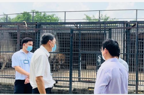 Không chủ quan khi hổ chết hàng loạt do dịch bệnh