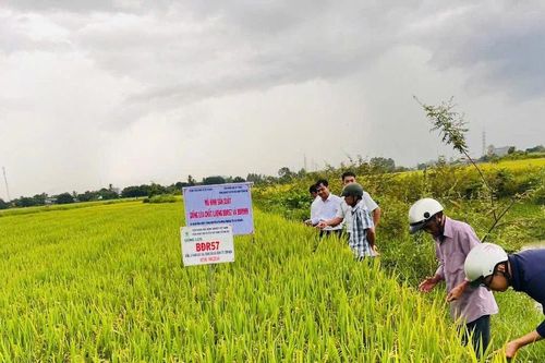 Ayun Pa: Giống lúa thuần BĐR57 và BĐR999 ước đạt năng suất 90-95 tạ/ha