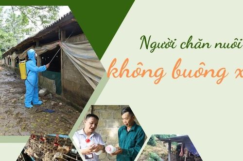 Người chăn nuôi không buông xuôi
