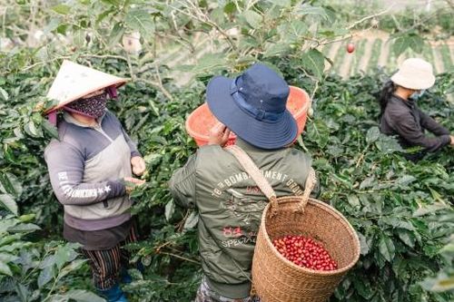 Lạc Dương giữ rừng kết hợp trồng rừng