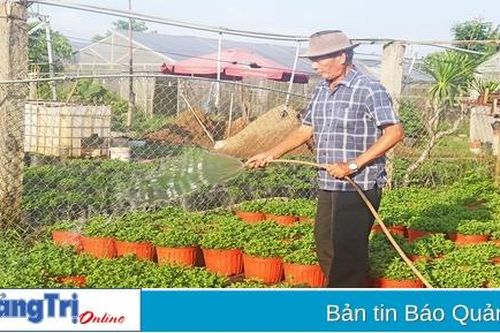 Trồng hoa cúc mâm xôi để không 'đụng hàng'