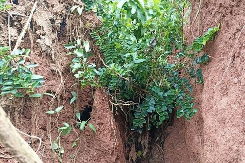Ninh Bình: Phát hiện 2 vết nứt dài 380m trên đồi Vẽo ở huyện Nho Quan