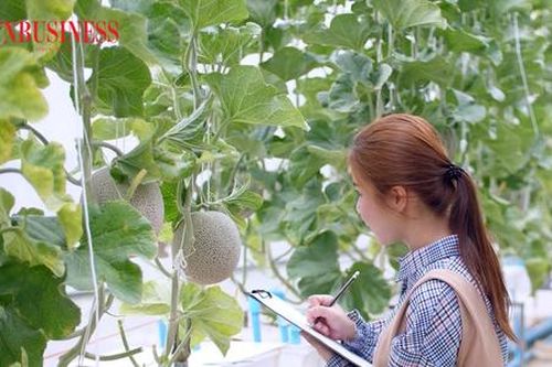 Nông dân Châu Thành thu trái ngọt trên đất phèn