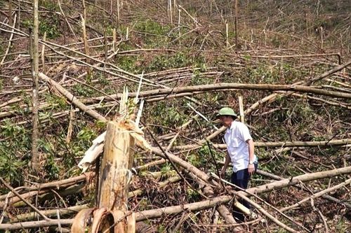 Ngành gỗ và trồng rừng cần trợ lực để 'hồi sinh'