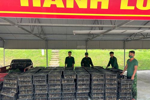 Đồn Biên phòng Pò Hèn bắt vụ vận chuyển trái phép gà giống không rõ nguồn gốc
